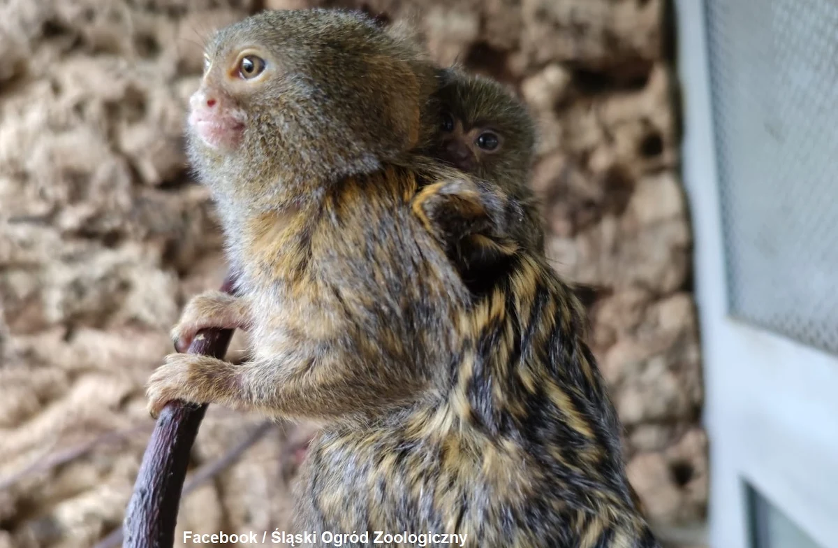 "Jest niewiele większa od ludzkiego kciuka i waży niecałe 20 g" - napisał w mediach społecznościowych Śląski Ogród Zoologiczny o urodzonej pigmejce karłowatej - czyli najmniejszej małpie świata. Jak dodało zoo, "to pierwszy maluch, który przyszedł na świat w 2023 roku".