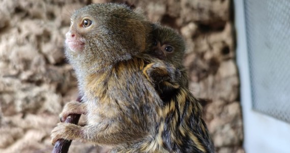 "Jest niewiele większa od ludzkiego kciuka i waży niecałe 20 g" - napisał w mediach społecznościowych Śląski Ogród Zoologiczny o urodzonej pigmejce karłowatej - czyli najmniejszej małpie świata. Jak dodało zoo, "to pierwszy maluch, który przyszedł na świat w 2023 roku".