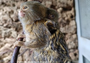 Pigmejka karłowata urodziła się w śląskim zoo 