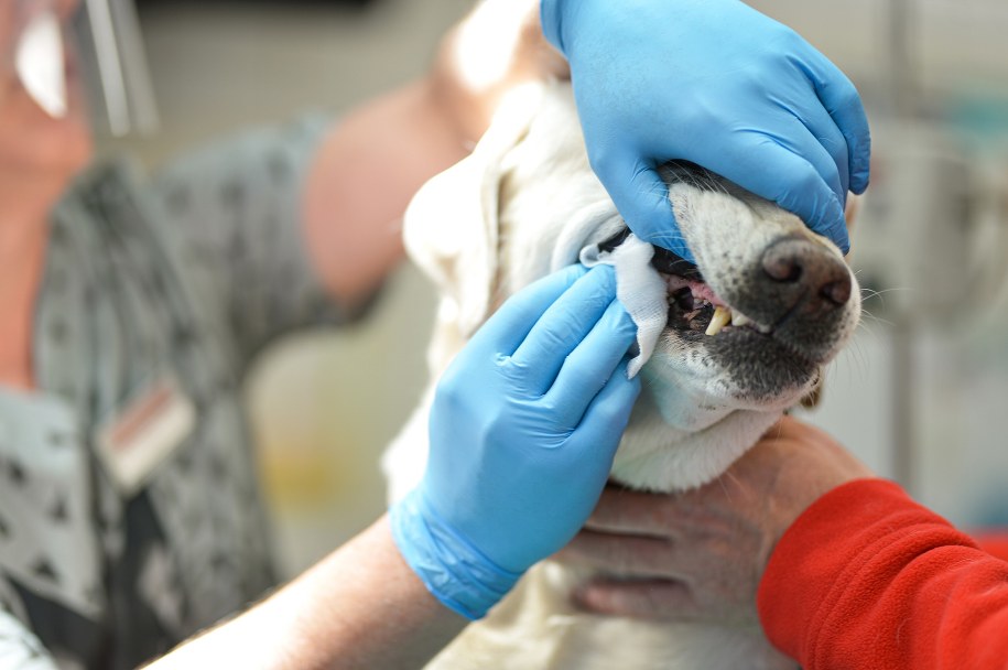 /Uniwersytet Przyrodniczy we Wrocławiu /Materiały prasowe