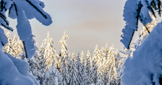 Mokry, ciężki śnieg i wiatr powodują zniszczenia w lasach na Śląsku. Na złamania narażone są przede wszystkim drzewa iglaste. Prognozy na najbliższe dni nie napawają optymizmem.