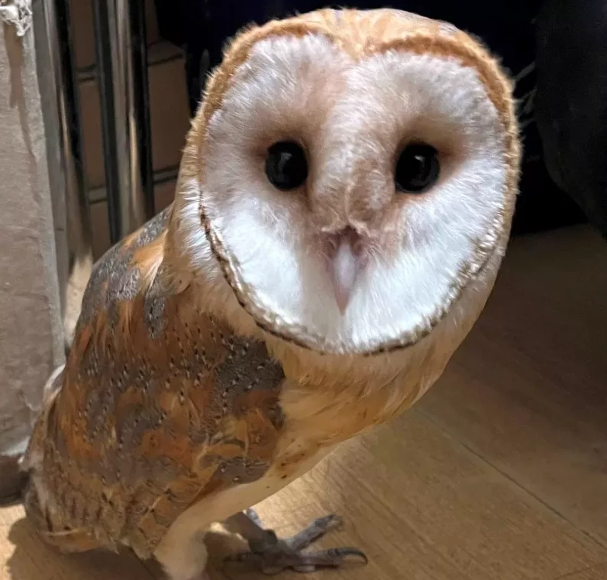 Niecodzienne zgłoszenie otrzymali strażnicy miejscy z Ekopatrolu w Warszawie. Na parapecie jednego ze sklepów przy ul. Piwnej na Starym Mieście siedziała sowa, która ewidentnie się zgubiła i czekała na pomoc. Pracownicy sklepu zdjęli sowę z parapetu, umieścili w kartonowym pudełku i wezwali strażników.