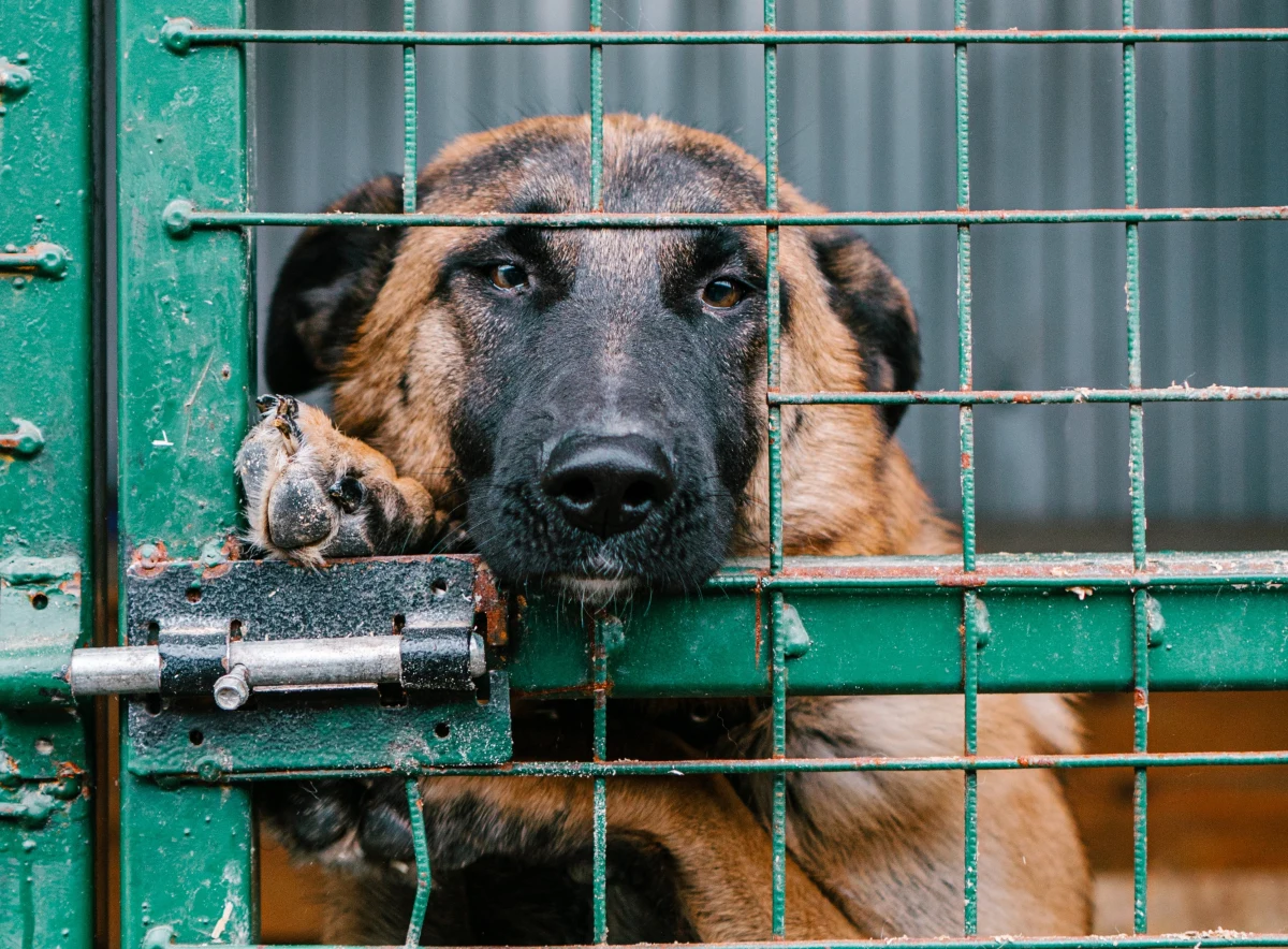 Policja pod nadzorem prokuratury wyjaśnia sprawę śmierci zwierząt znalezionych w czasie interwencji w schronisku dla psów w miejscowości Posadówek w gminie Lwówek (pow. nowotomyski, woj. wielkopolskie). W środę z placówki zabrano 47 psów.