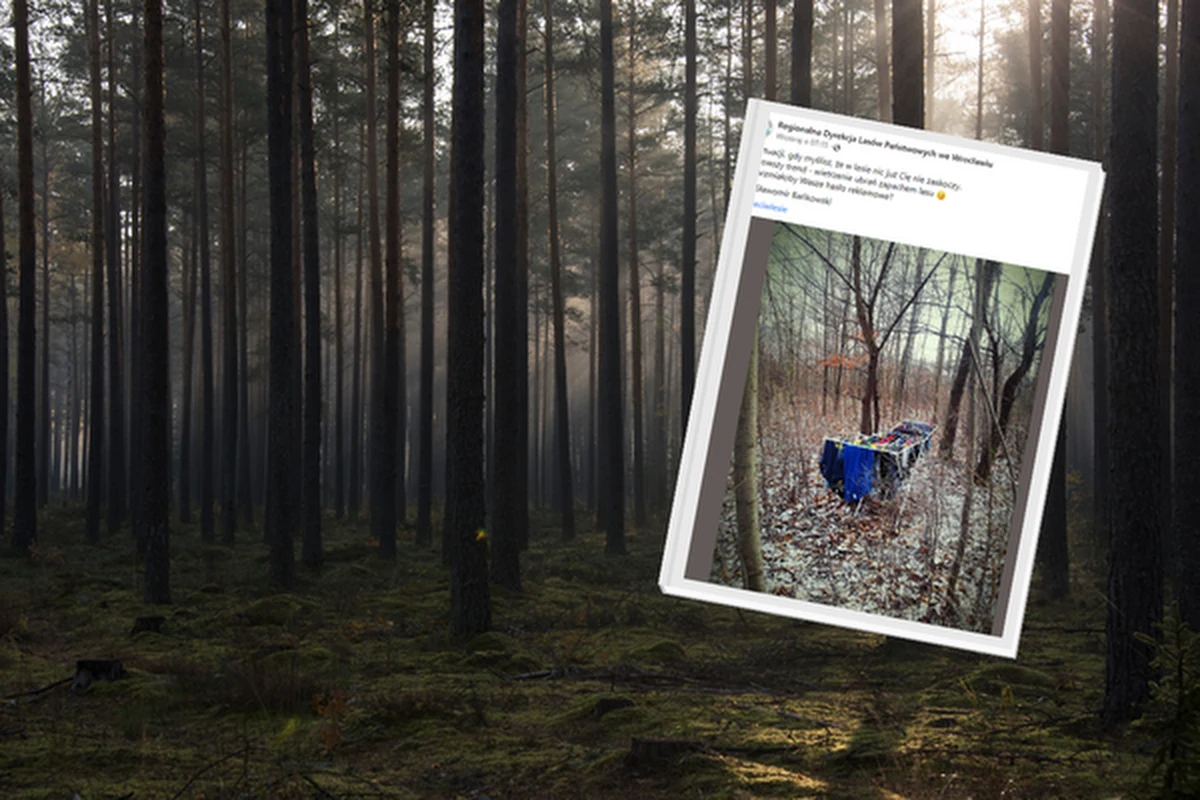 Regionalna Dyrekcja Lasów Państwowych we Wrocławia opublikowała zdjęcie pokazujące nietypową sytuację w lesie. Między drzewami ktoś rozwiesił suszarkę z praniem. 
