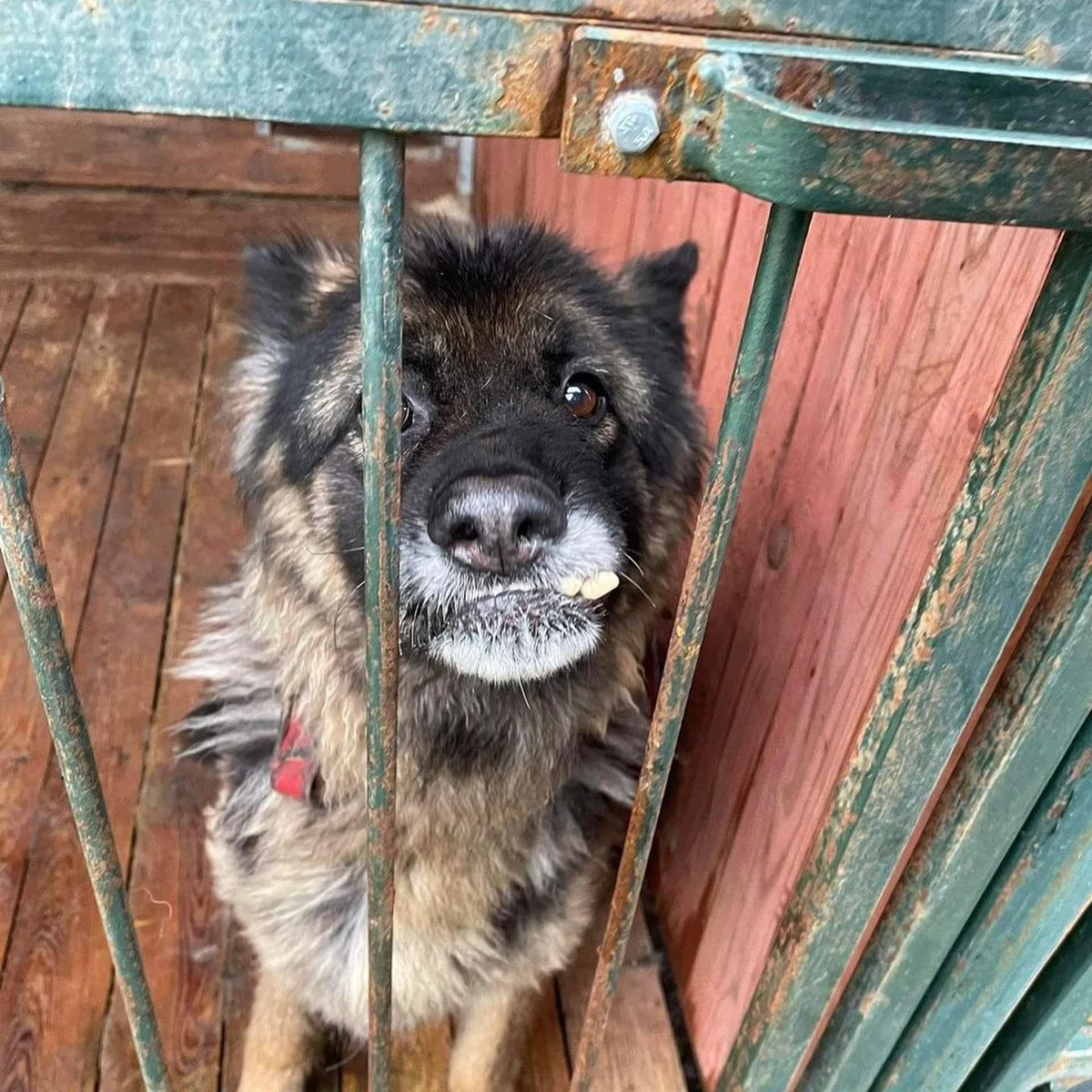Policja pod nadzorem prokuratury wyjaśnia sprawę śmierci zwierząt znalezionych w schronisku dla psów w miejscowości Posadówek w gminie Lwówek w Wielkopolsce. Służby powiadomili wolontariusze dwóch fundacji przeprowadzający tam kontrolę. W środę z placówki zabrano 47 psów. Reporter RMF FM rozmawiał z jedną z osób przeprowadzających kontrolę w schronisku.