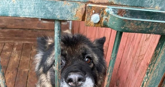 Policja pod nadzorem prokuratury wyjaśnia sprawę śmierci zwierząt znalezionych w schronisku dla psów w miejscowości Posadówek w gminie Lwówek w Wielkopolsce. Służby powiadomili wolontariusze dwóch fundacji przeprowadzający tam kontrolę. W środę z placówki zabrano 47 psów. Reporter RMF FM rozmawiał z jedną z osób przeprowadzających kontrolę w schronisku.