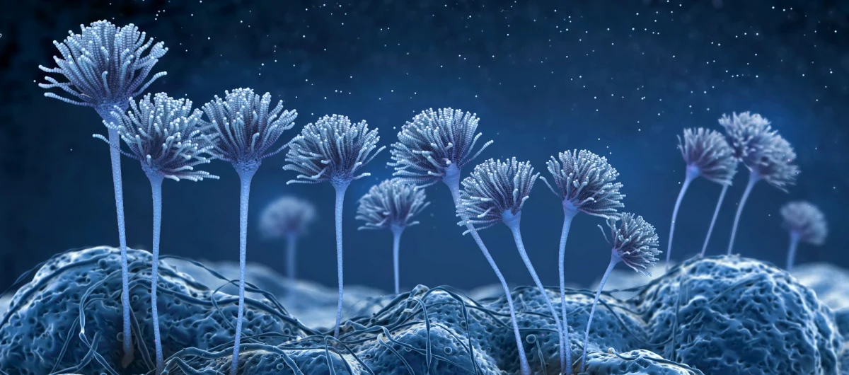 Serial "The Last of Us" prezentowany na platformie streamingowej HBO Max bije rekordy popularności na świecie i... rodzi pytania, czy grzyby, które zamieniają ludzi w zombie, naprawdę istnieją. Prof. Piotr Tryjanowski z Uniwersytetu Przyrodniczego w Poznaniu odpowiada na pytania RMF FM dotyczące tych mikroorganizmów.