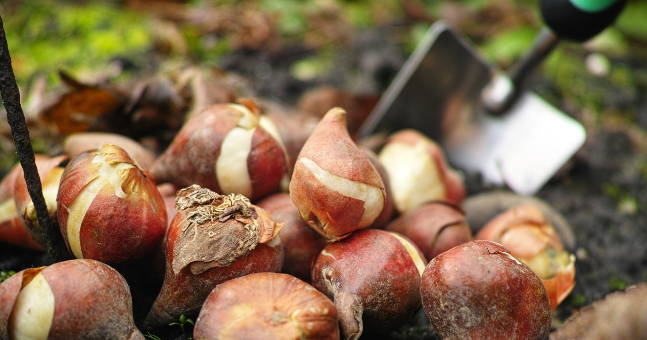 Te cebulki włóż do ziemi już w sierpniu. Inaczej nie zakwitną