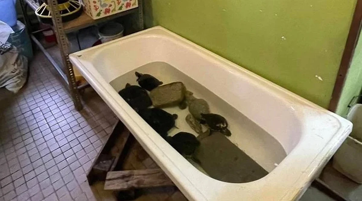 Prokuratura Rejonowa w Legnicy na Dolnym Śląsku postawiła zarzuty w związku ze śledztwem dotyczącym znęcania się nad zwierzętami w legnickiej palmiarni. Usłyszały je 4 osoby - między innymi kierowniczki placówki. Zwierzęta miały mieć zbyt małe klatki, niewłaściwą temperaturę czy złe oświetlenie i wentylację. Część z nich nie przeżyła. 