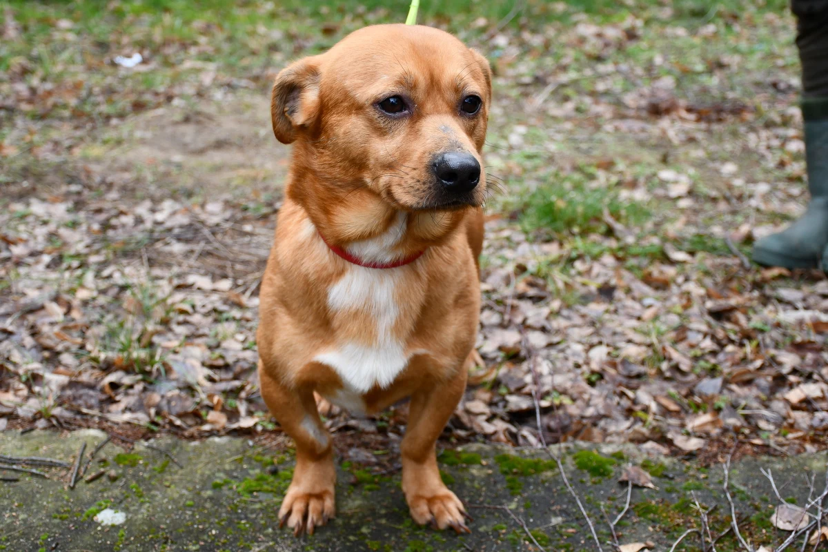 Zwierzęta uratowane ze schroniska w wielkopolskim Posadówku trafiły pod opiekę wolontariuszy. W sumie wywieziono stamtąd prawie 50 psiaków. Częścią z nich zajmują się pracownicy poznańskiego ogrodu zoologicznego. Prokuratura Rejonowa w Nowym Tomyślu wszczęła oficjalne śledztwo w sprawie znęcania się nad zwierzętami.