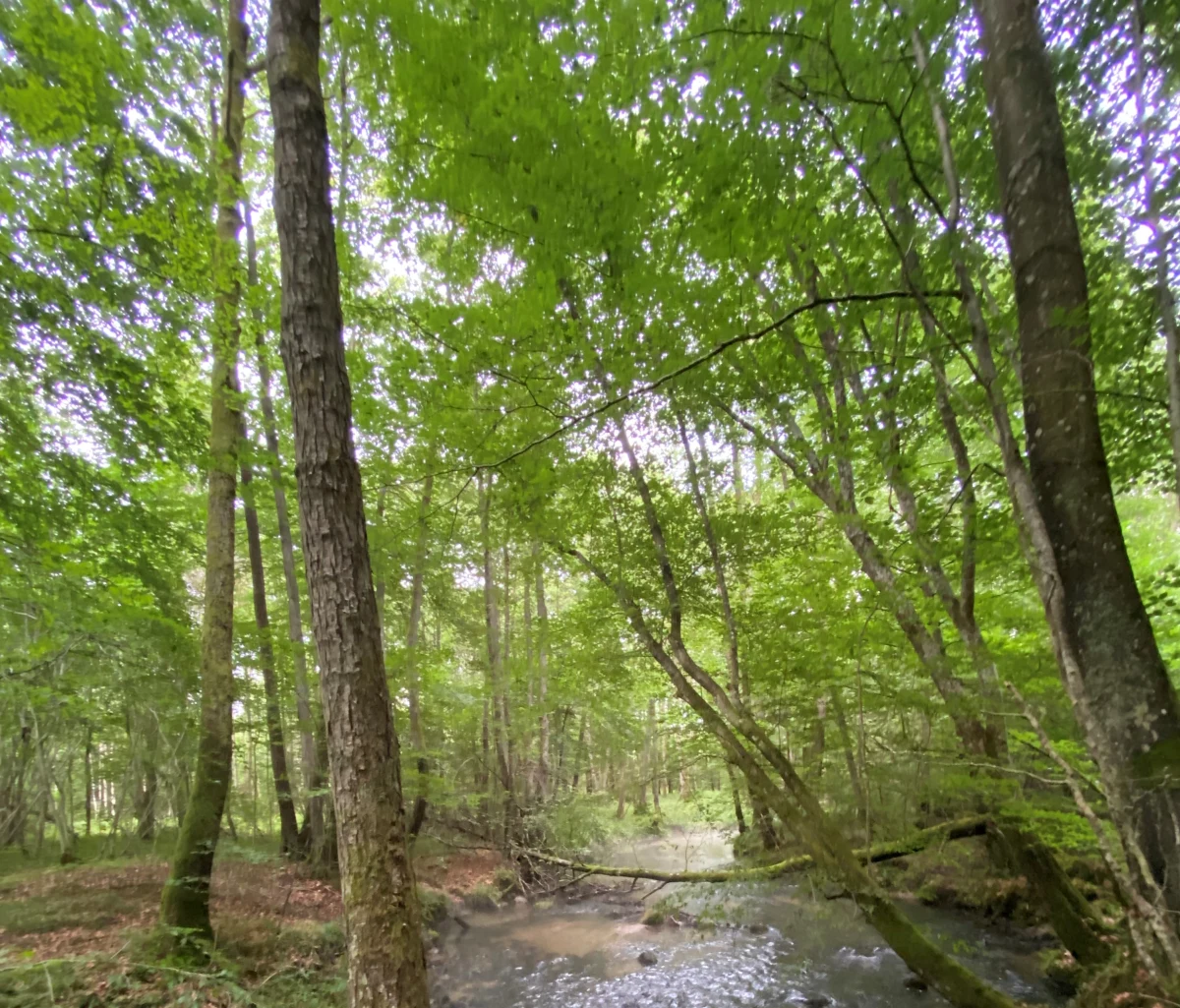 Włodarze Redy, Wejherowa, Gdańska, Sopotu i Gdyni chcą lepszej ochrony lasów Trójmiejskiego Parku Krajobrazowego. Złożyli wspólne postulaty i wnioski do tzw. Planu Urządzenia Lasu Nadleśnictwa Gdańsk na lata 2025-2034.