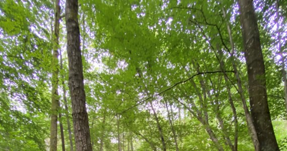 Włodarze Redy, Wejherowa, Gdańska, Sopotu i Gdyni chcą lepszej ochrony lasów Trójmiejskiego Parku Krajobrazowego. Złożyli wspólne postulaty i wnioski do tzw. Planu Urządzenia Lasu Nadleśnictwa Gdańsk na lata 2025-2034.