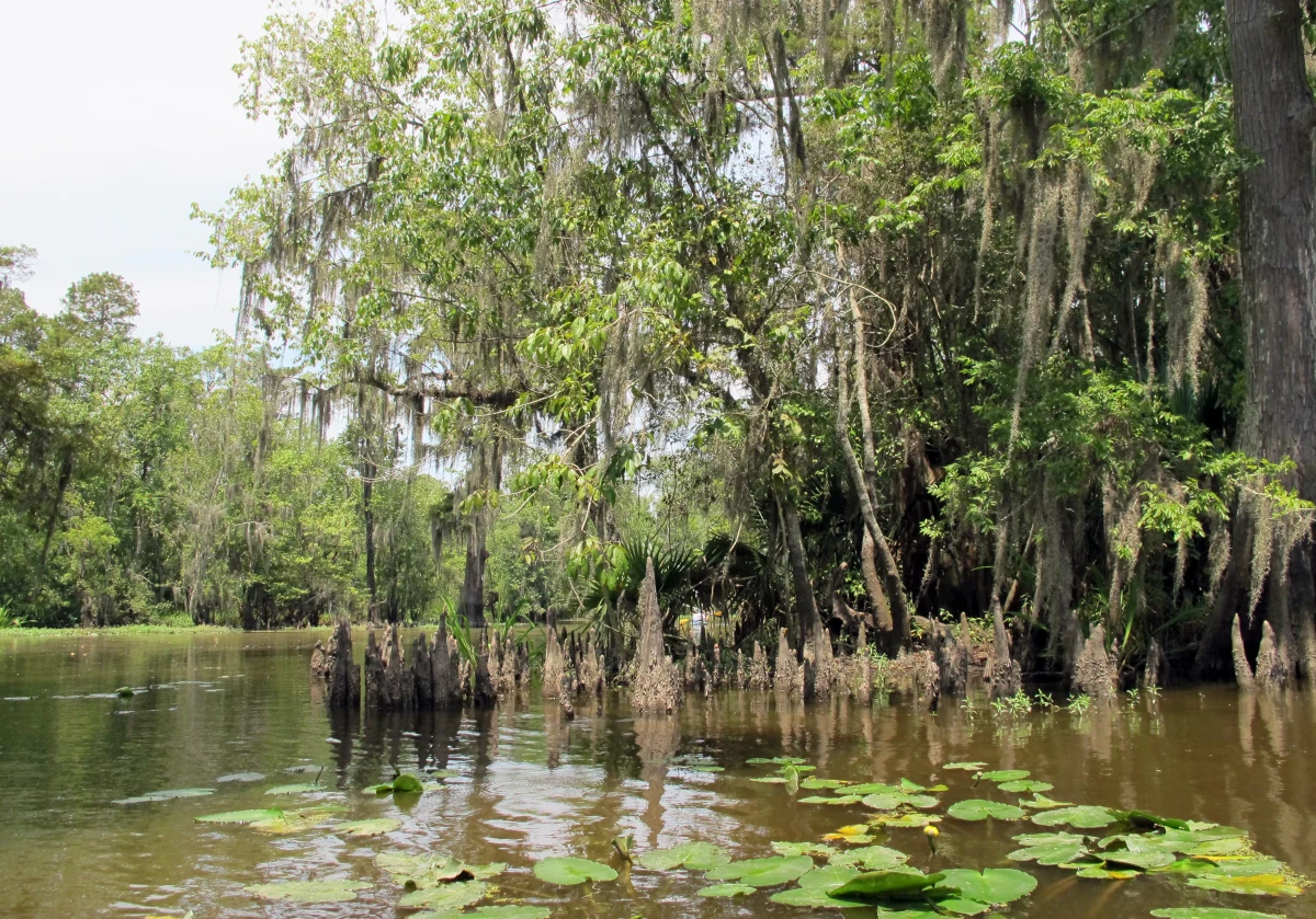 "Bez ropy, gazu i węgla możemy żyć, ale nie bez wody. Mokradła chronią nas przed powodziami i łagodzą skutki suszy" - tłumaczy Sebastian Menderski z Polskiego Towarzystwa Ochrony Ptaków. Ministerstwo Infrastruktury realizuje akcję edukacyjną dotyczącą mokradeł, a w minionych dniach obchodziliśmy dzień im poświęcony.