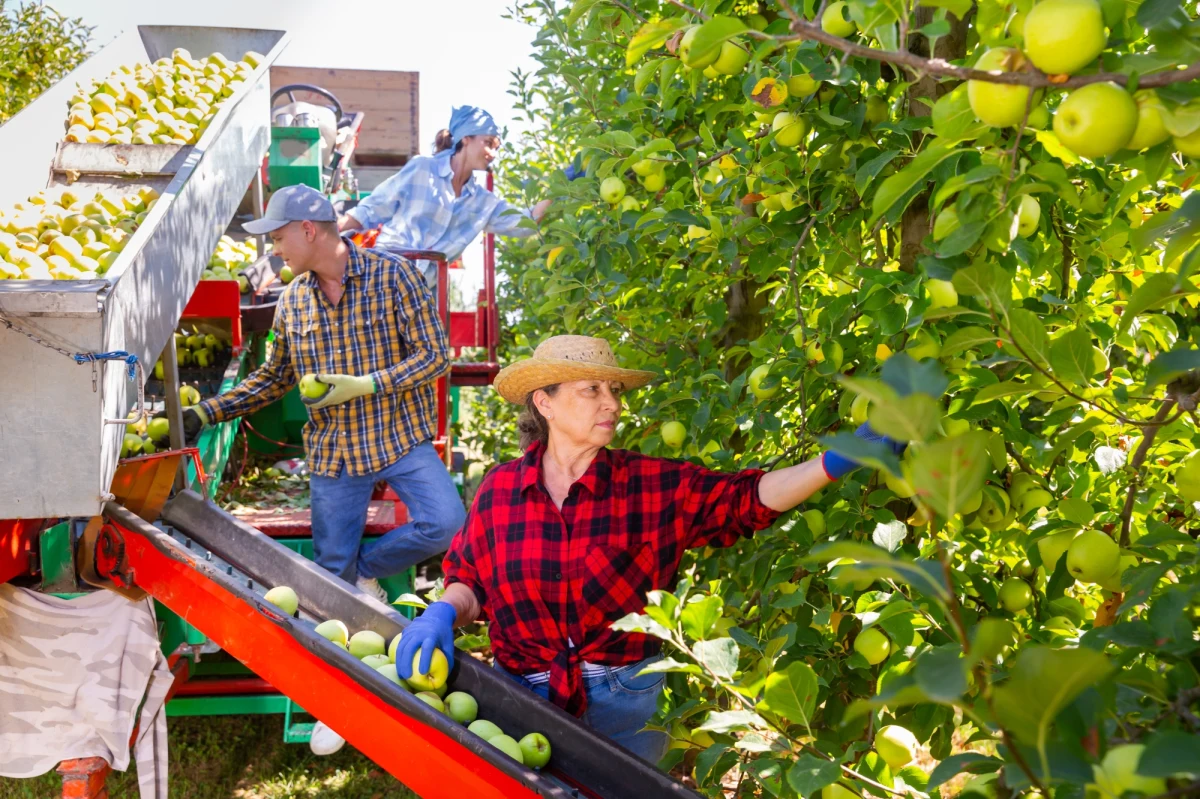 Ceny skupu jabłek przemysłowych i deserowych w Polsce są na niskim poziomie, a koszty energii i robocizny wzrosły - mówi PAP prezes Agroekoton Mirosław Korzeniowski. W całej Unii Europejskiej zaczyna brakować rąk do pracy w rolnictwie, w tym ogrodnictwie - dodaje.