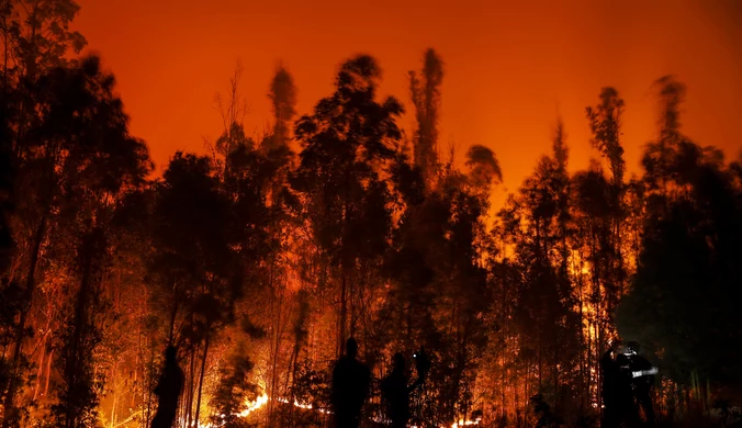 Pożary lasów w Chile. Zginęły co najmniej 23 osoby