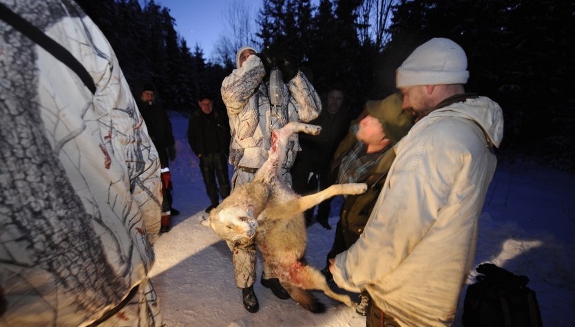Największe polowanie na wilki. Chcą ograniczyć populację