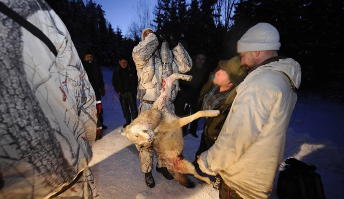Szwecja: Największe od lat polowanie na wilki. Do niedzieli zabito 54 osobniki 
