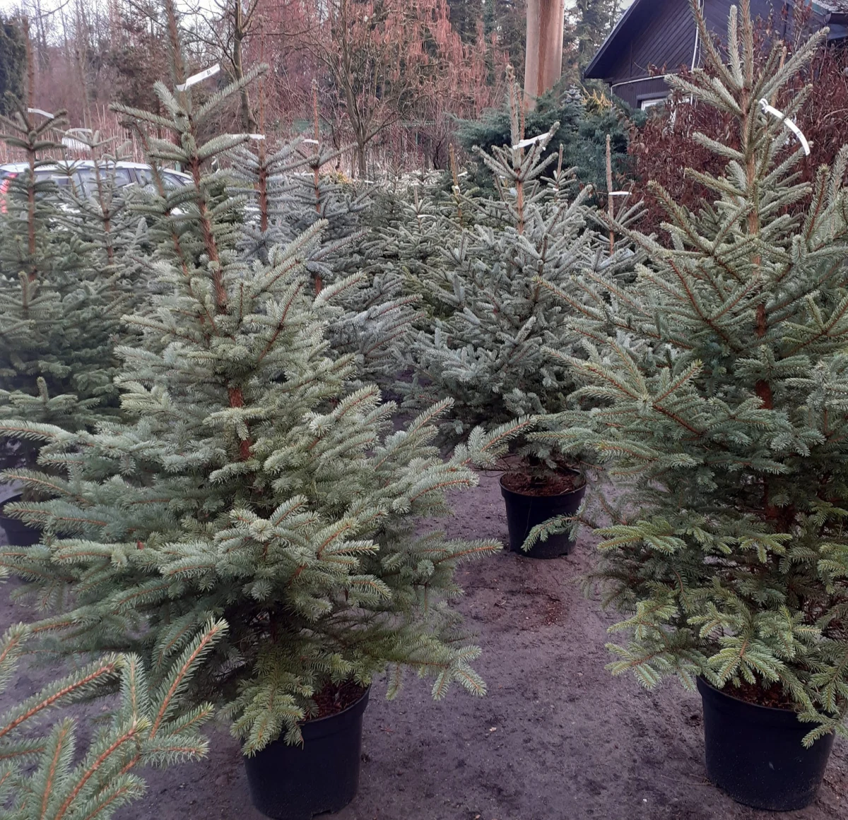 Instytucja z ponad dwustuletnią tradycją jednak będzie istniała dalej. Nowa dyrekcja Polskiej Akademii Nauk wycofała decyzję o likwidacji zakładu doświadczalnego w podpoznańskim Kórniku.