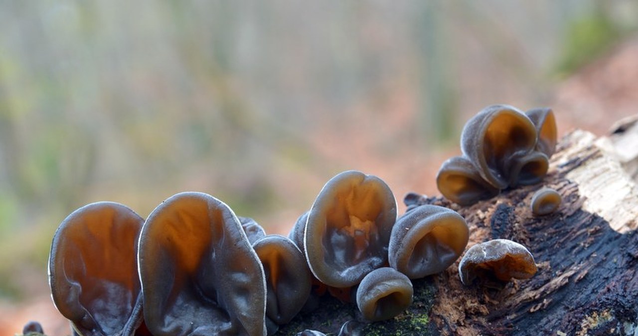 Gdzie rośnie uszak bzowy? Azjaci się nim zajadają