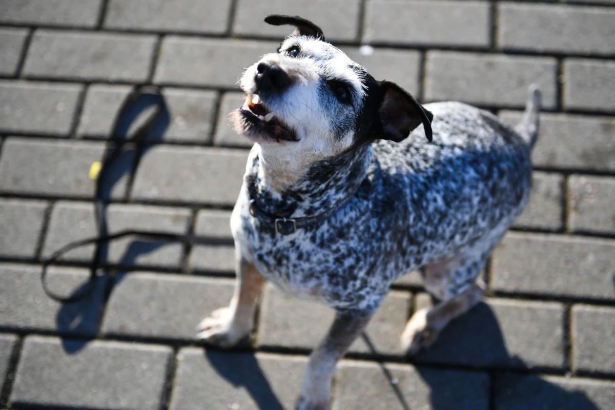 Czworonożny funkcjonariusz Edek, pracownik Pomorskiej Administracji Celno-Skarbowej w Gdyni (KAS), po 13-latach służby przeszedł na emeryturę. Dzięki niemu udaremniono przemyt ponad 2,5 tony narkotyków. Do końca swoich dni pozostanie u opiekuna.