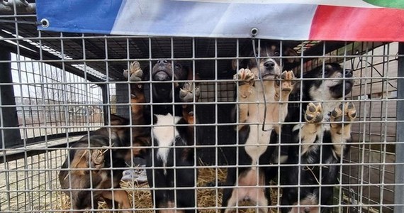 Policjanci i służby weterynaryjne odebrały ponad 40 psów z przytuliska w powiecie ostrołęckim (woj. mazowieckie). Zwierzęta były przetrzymywane w fatalnych warunkach – poinformował rzecznik Komendy Miejskiej Policji w Ostrołęce kom. Tomasz Żerański.