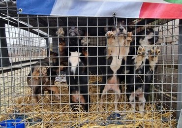 Ponad 40 psów odebranych z przytuliska. Były przetrzymywane w fatalnych warunkach