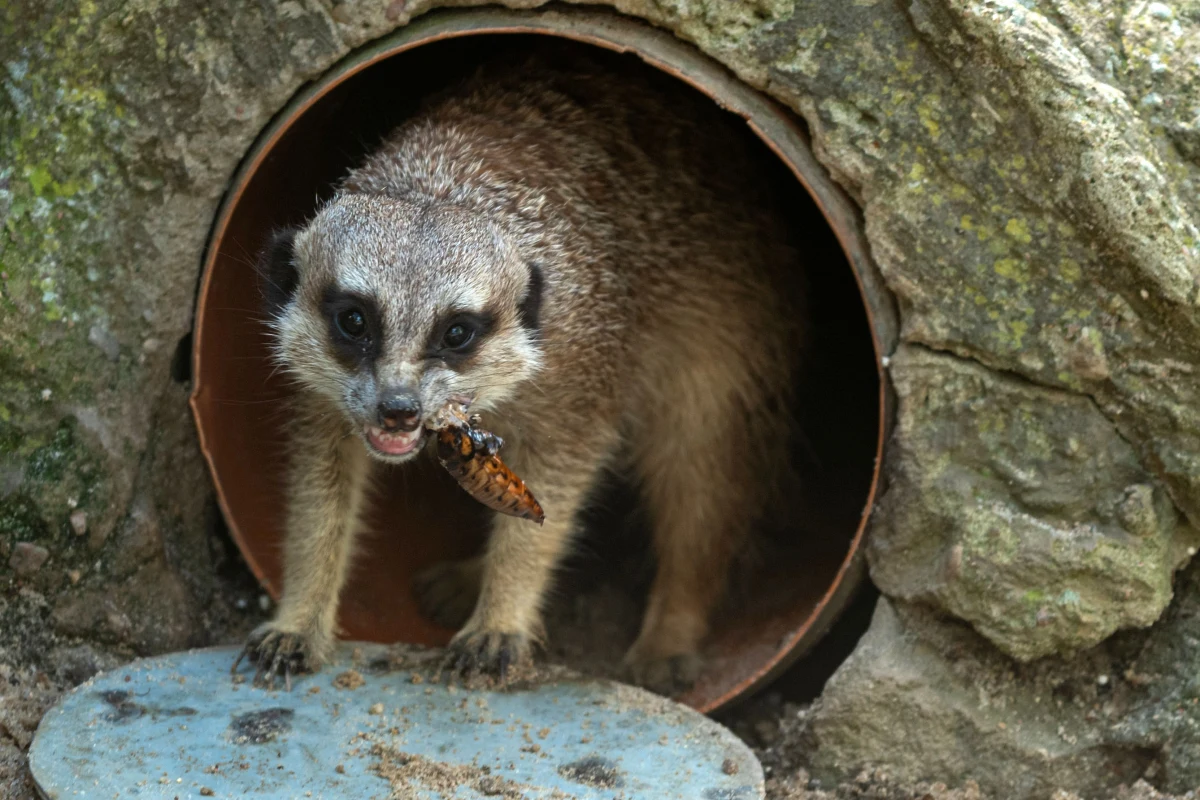 Chcesz odegrać się na partnerze, który właśnie cię zostawił? Jak osłodzić gorycz rozstania z ukochaną? Orientarium ZOO Łódź ma propozycję dla tych, którzy nie czują walentynkowego klimatu. 