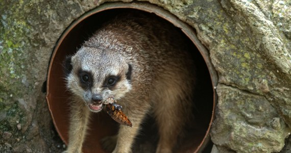 Chcesz odegrać się na partnerze, który właśnie cię zostawił? Jak osłodzić gorycz rozstania z ukochaną? Orientarium ZOO Łódź ma propozycję dla tych, którzy nie czują walentynkowego klimatu. 