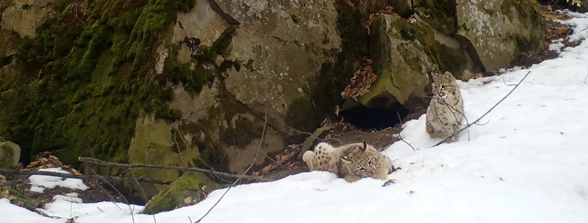 Dwa młode rysie harcujące po skałach uchwyciła fotopułapka ustawiona w Beskidzie Żywieckim przez Stowarzyszenie dla Natury Wilk. Film opublikowali w internecie. W zabawnych scenkach pojawiły się kocięta obserwowanej przez przyrodników od lat rysicy Płonej.