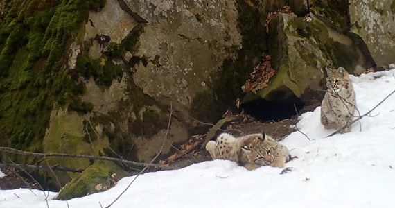 Dwa młode rysie harcujące po skałach uchwyciła fotopułapka ustawiona w Beskidzie Żywieckim przez Stowarzyszenie dla Natury Wilk. Film opublikowali w internecie. W zabawnych scenkach pojawiły się kocięta obserwowanej przez przyrodników od lat rysicy Płonej.