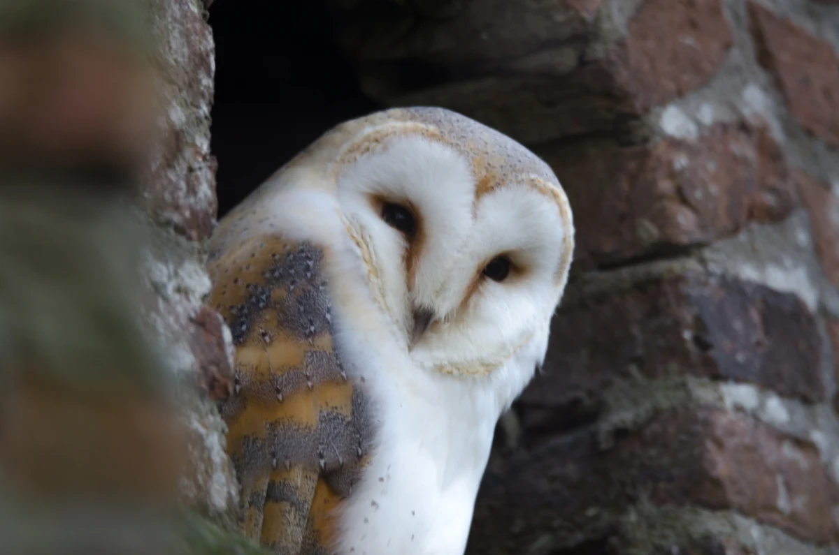 ​Zwyczaje mało znanych ptaków drapieżnych poznają uczestnicy "Nocy sów" w Ośrodku Edukacji Ekologicznej w Sobieszynie (pow. rycki, gm. Ułęż). Otwarte spotkanie rozpocznie się w czwartek o godz. 19.00. 