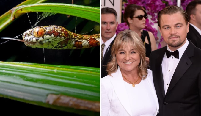 DiCaprio nazwał nowo odkrytego "śmierdzącego" węża na cześć swojej mamy