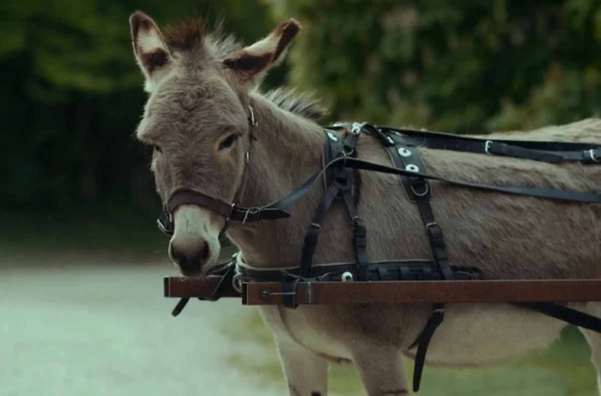 Pominięty w werdykcie jury konkursu głównego 47. Festiwalu Polskich Filmów Fabularnych w Gdyni, nominowany do Oscara "IO" Jerzego Skolimowskiego został liderem nominacji do 25. Polskich Nagród Filmowych Orły 2023. Obraz ma szanse na 11 statuetek, m.in. w kategoriach najlepszy film i reżyseria.