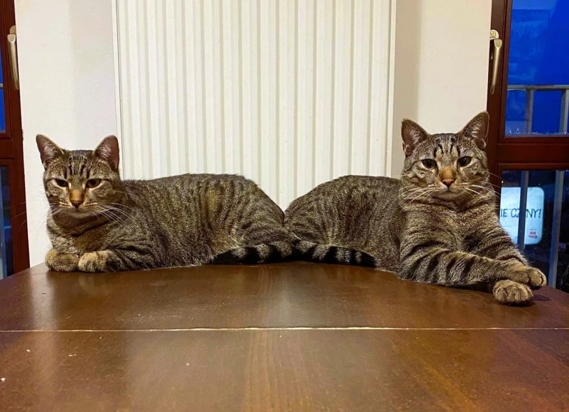 500 plus na psa i kota. Samorządy przyznają właścicielom pieniądze