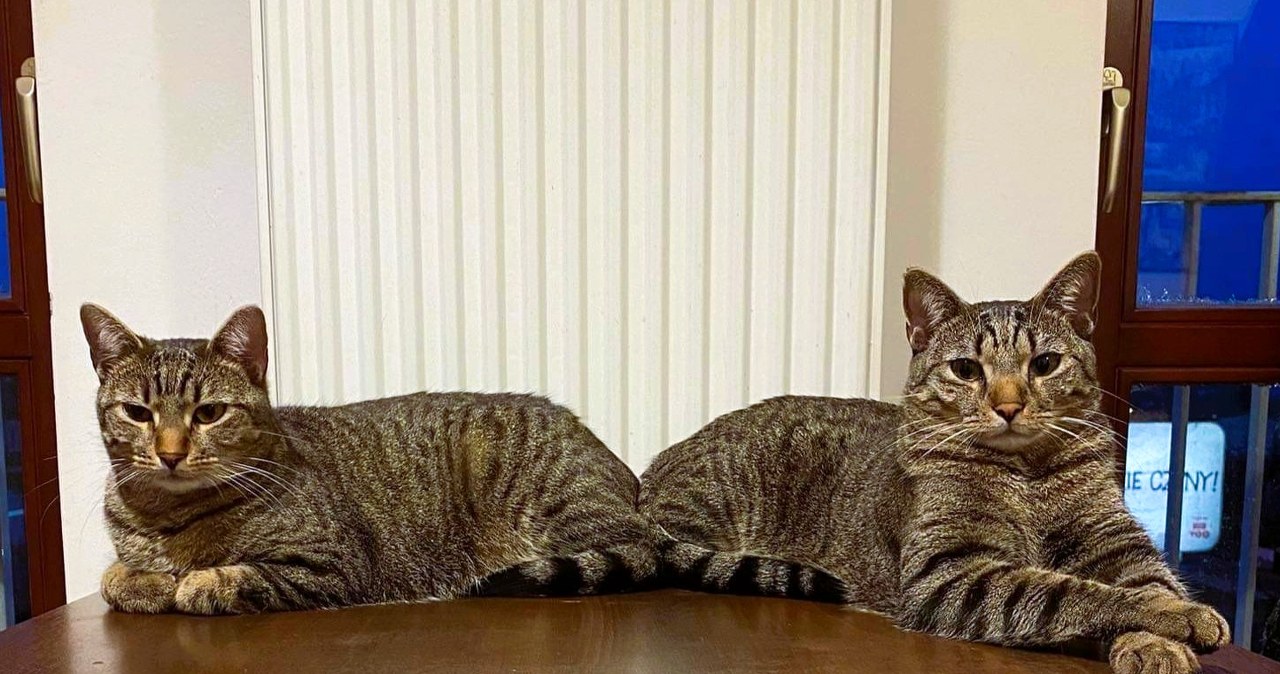 500 plus na psa i kota. Samorządy przyznają właścicielom pieniądze