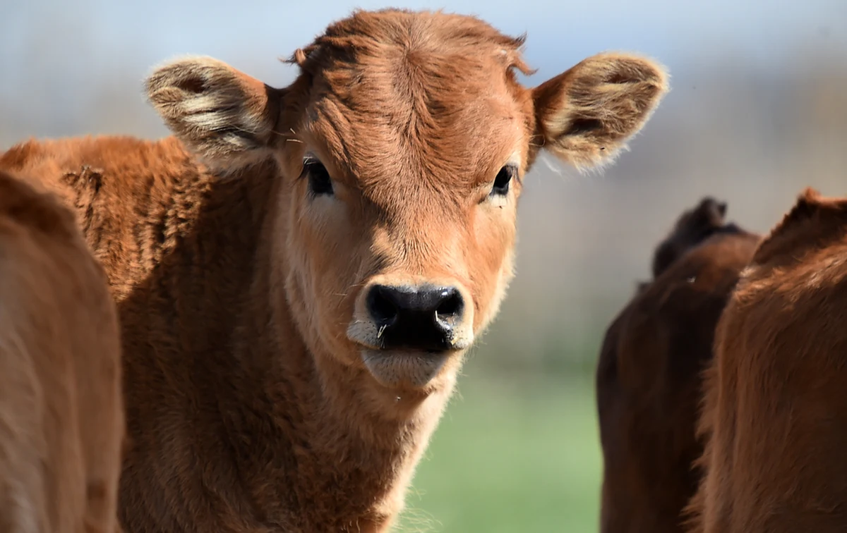 Rząd Indii poinformował, że tamtejsza komisja ds. ochrony zwierząt zaapelowała do obywateli, aby zamiast walentynek świętowali w tym roku "Dzień Przytulania Krów", promując tym samym hinduskie, a nie zachodnie wartości.
