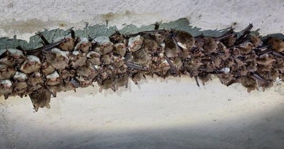 Ponad 4,3 tys. nietoperzy hibernujących w podziemnym kanale burzowym odkryto podczas zimowego liczenia tych zwierząt w Olsztynie - podała w czwartek Regionalna Dyrekcja Ochrony Środowiska (RDOŚ). To największe zimowisko tych ssaków na Warmii i Mazurach.