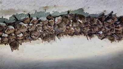 Ponad 4,3 tys. nietoperzy zimuje w podziemnym kanale burzowym