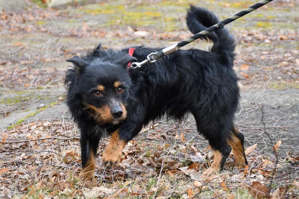 Trzy miesiące aresztu dla kierownika schroniska dla bezdomnych zwierząt w Posadówku w Wielkopolsce. W ubiegłym tygodniu znaleziono tam ciała martwych zwierząt oraz szereg nieprawidłowości.