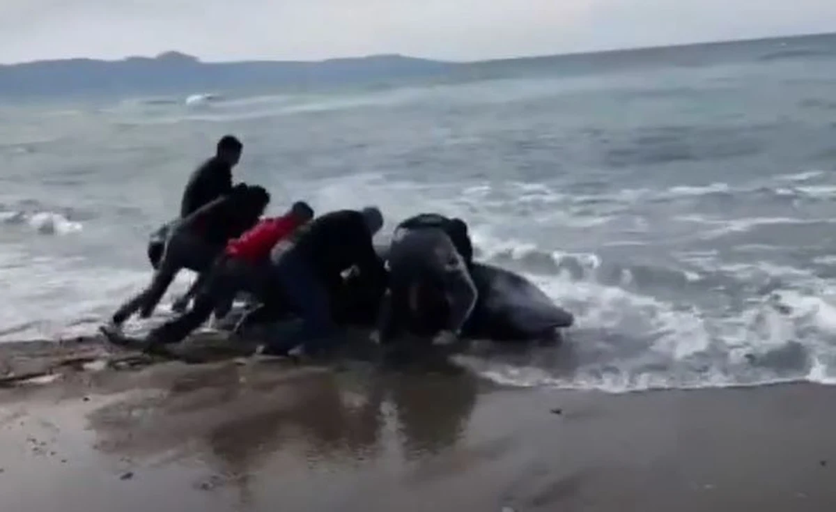 Na północnym wybrzeżu Cypru znaleziono dziś sześć martwych wielorybów należących do bardzo rzadko spotykanego gatunku tych zwierząt. Dzień wcześniej na brzegu cypryjskiej wsi Argika natrafiono na cztery leżące na plaży osobniki. Olbrzymie ssaki morskie są prawdopodobnie także ofiarami trzęsienia ziemi, które w poniedziałek nawiedziło Turcję i Syrię. Zwierzęta wypłynęły na brzeg, bo potężne wstrząsy sejsmiczne mogły doprowadzić do zakłócenia ich zdolności echolokacji.