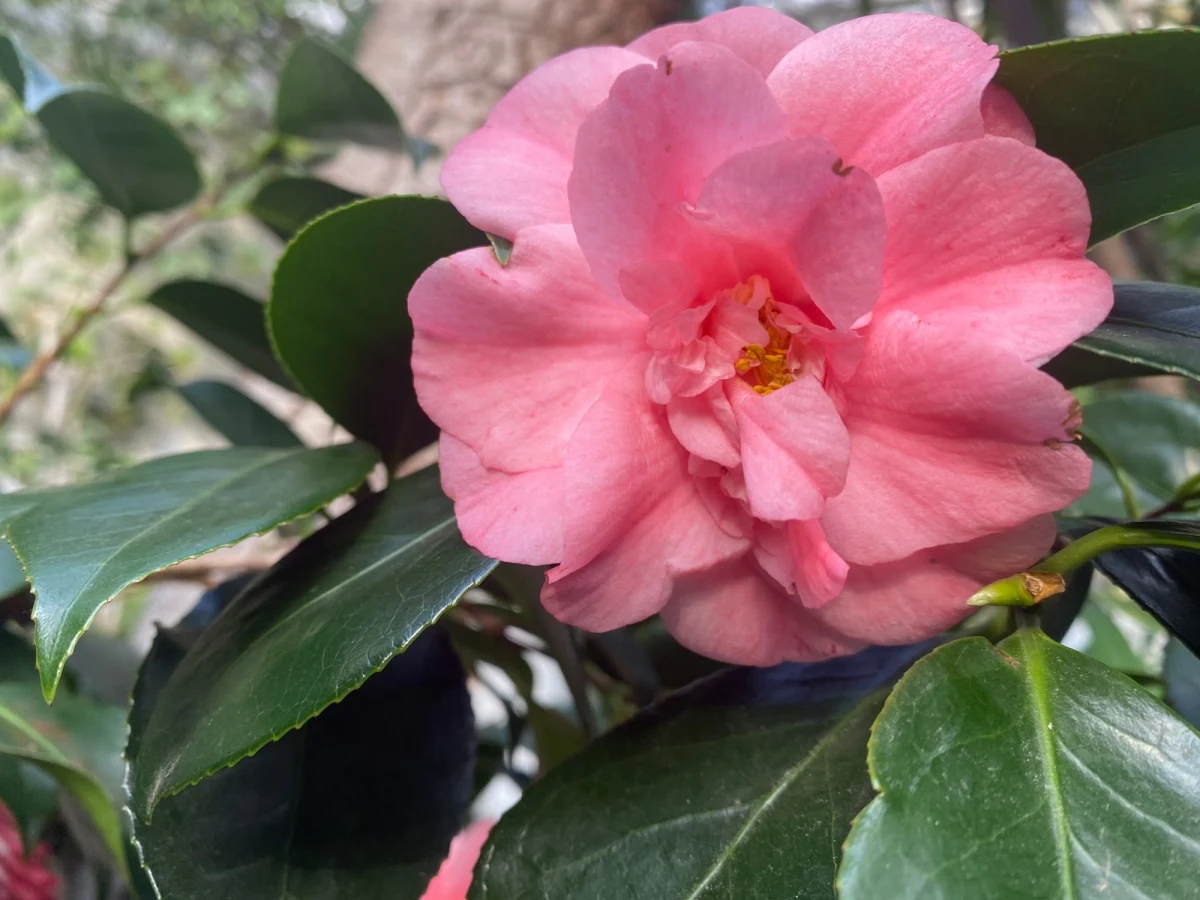 Kameliowy zawrót głowy! Bladoróżowe, czerwone czy wielobarwne - dziesiątki dekoracyjnych kwiatów kamelii zakwitło w szklarni Ogrodu Botanicznego Uniwersytetu Warszawskiego. To doskonałe miejsce dla tych, którzy tęsknią za wiosną.