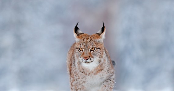 W lesie pod Olsztynem sfotografowano rysia. Dorodne zwierzę zostało uwiecznione, gdy wylegiwało się na śniegu, a potem spacerowało po lesie. "Tak blisko Olsztyna rysia dotąd nie zaobserwowano. Myślę, że populacja tych zwierząt rośnie. To jest bardzo dobra wiadomość" - powiedział rzecznik prasowy Regionalnej Dyrekcji Lasów Państwowych w Olsztynie Adam Pietrzak.