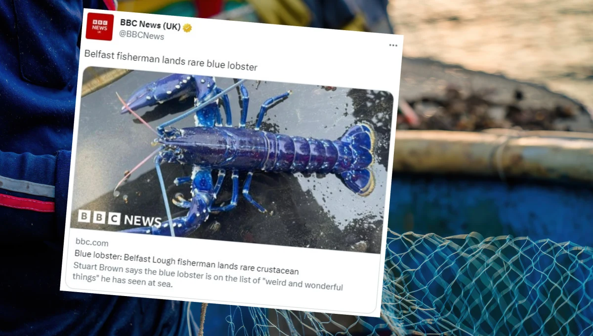 Brytyjski rybak złowił niezwykle rzadkiego niebieskiego homara. Mężczyzna określił swoją zdobycz jako "połów życia". Naukowcy twierdzą, że złapanie niebieskiego homara to szansa 1 na 2 miliony. 