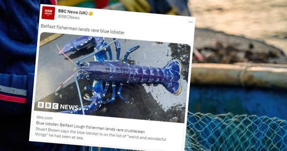 Brytyjski rybak złowił niezwykle rzadkiego niebieskiego homara. Mężczyzna określił swoją zdobycz jako "połów życia". Naukowcy twierdzą, że złapanie niebieskiego homara to szansa 1 na 2 miliony. 