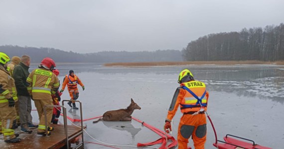 ​Strażacy uratowali jelenia, pod którym na jeziorze Tabórz załamał się lód - poinformował oficer prasowy straży pożarnej w Ostródzie Marcin Wiśniewski.