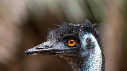 Emu z Puszczy Wkrzańskiej nadal na wolności. Uciekł przez dziurę w ogrodzeniu