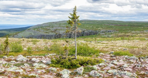 Rosnący w regionie Dalarna na zachodzie Szwecji świerk Old Tjikko pod wpływem obfitych opadów śniegu oraz silnych wiatrów stracił wierzchołek. Mający 9565 lat świerk uważany za najstarsze drzewo na świecie.