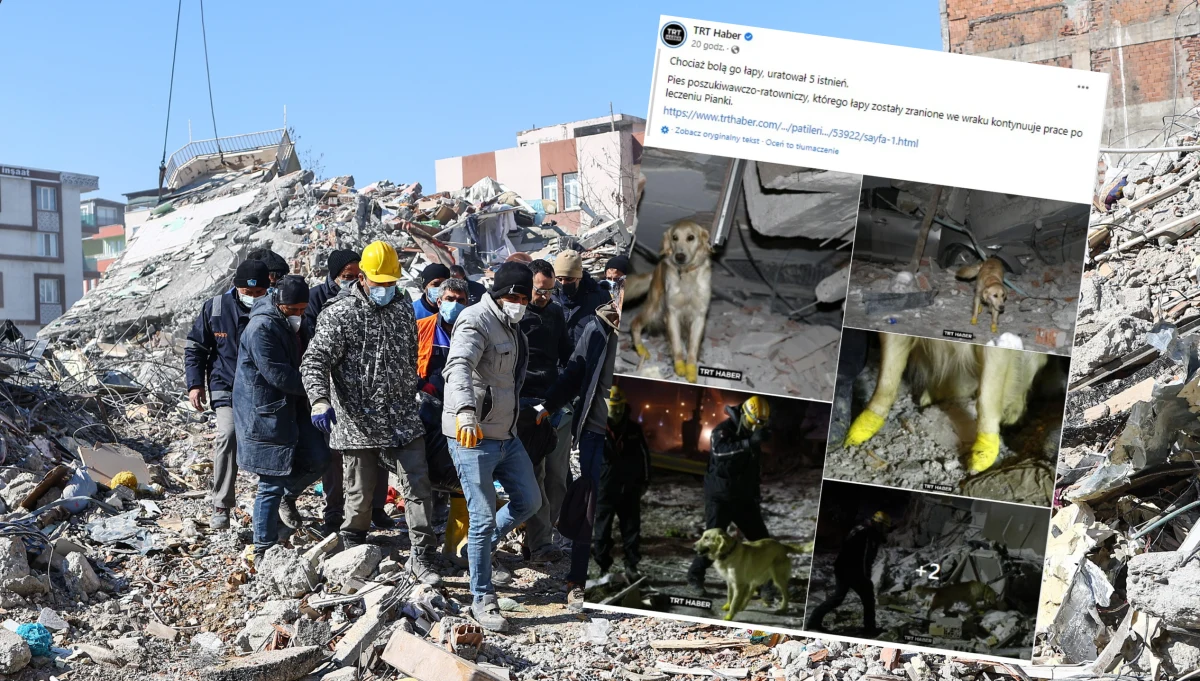 W mieście Malatya w Turcji pies Pianka, mimo urazu czterech łap, nadal pomaga w poszukiwaniu zaginionych mieszkańców. Zwierzę uratowało już pięć osób.