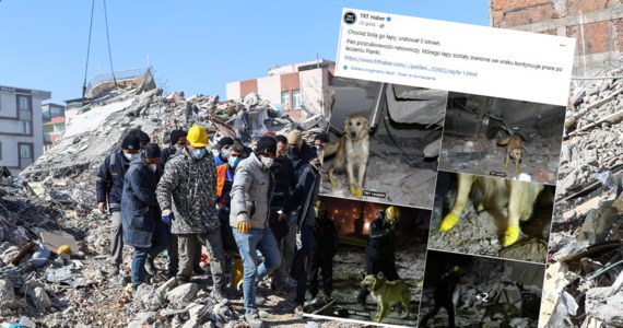 W mieście Malatya w Turcji pies Pianka, mimo urazu czterech łap, nadal pomaga w poszukiwaniu zaginionych mieszkańców. Zwierzę uratowało już pięć osób.