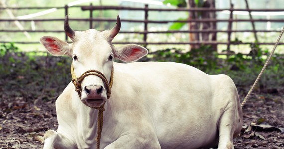 Indyjska rada ds. dobrostanu zwierząt zaapelowała w mijającym tygodniu, aby 14 lutego obchodzić jako Dzień przytulania krów (Cow Hug Day). Po tym, jak pomysł stał się przedmiotem kpin i krytyki rada oficjalnie z niego zrezygnowała.